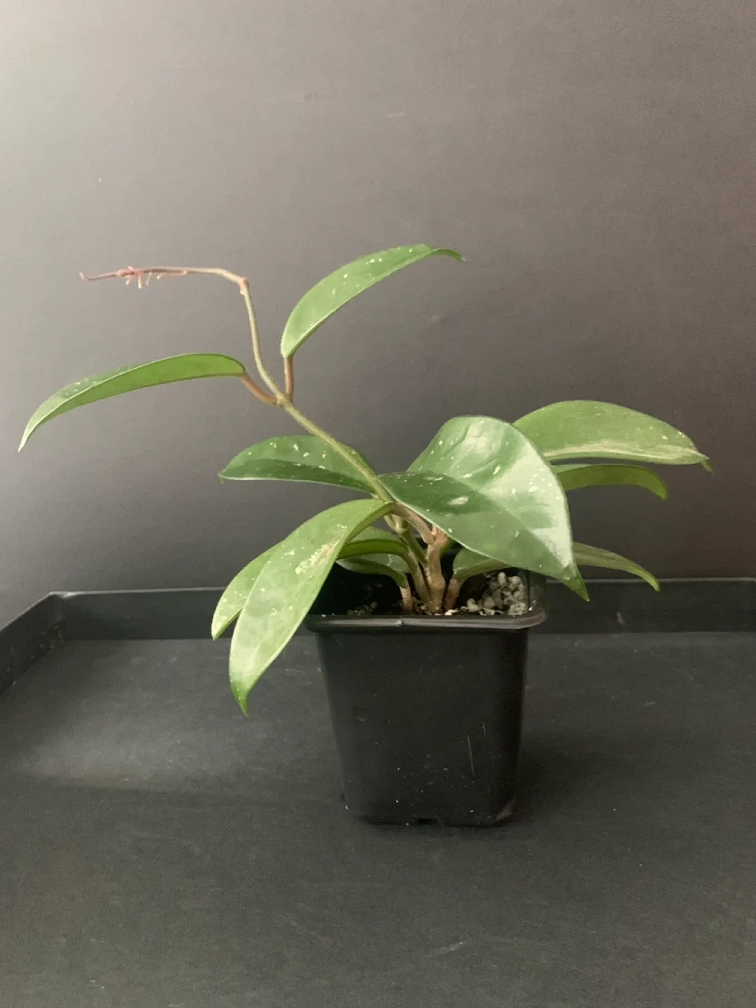 Hoya Carnosa Plant image indicator(2)