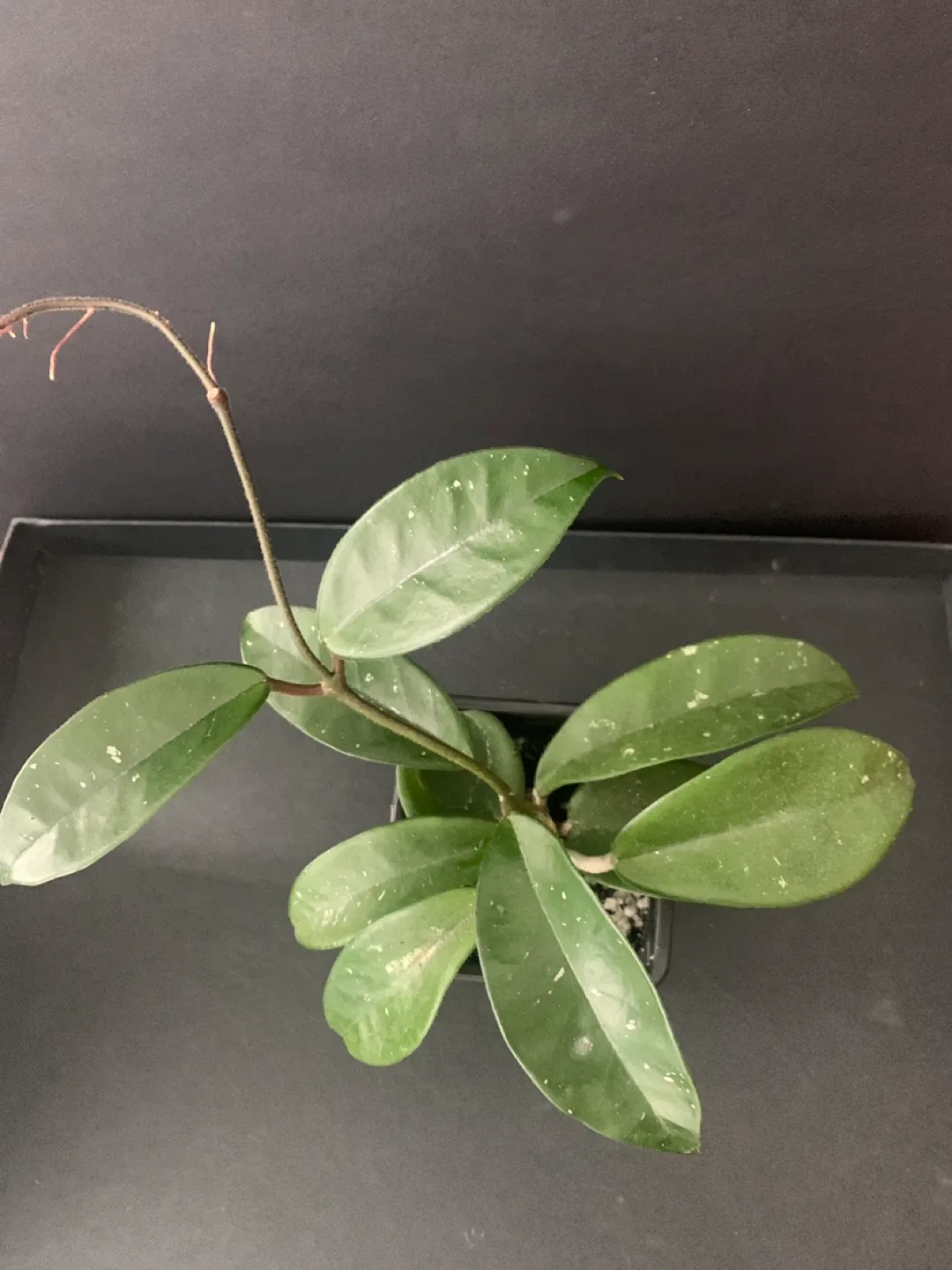 Hoya Carnosa Plant thumbnail