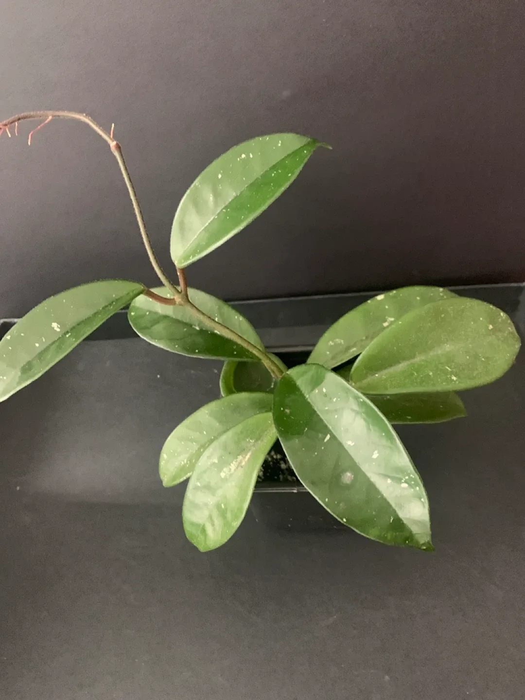 Hoya Carnosa Plant image indicator(3)