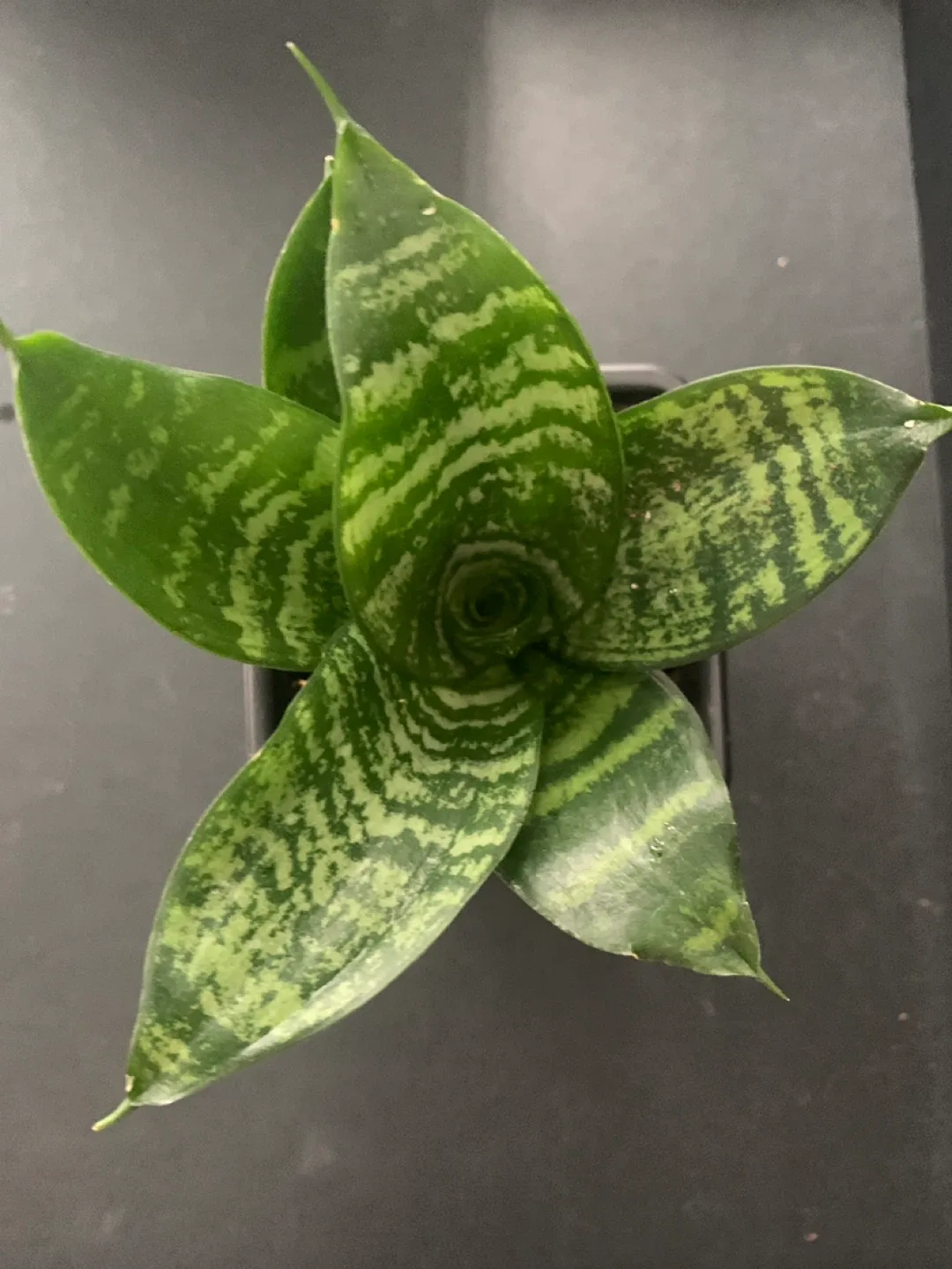 Birds nest Snake Plant thumbnail