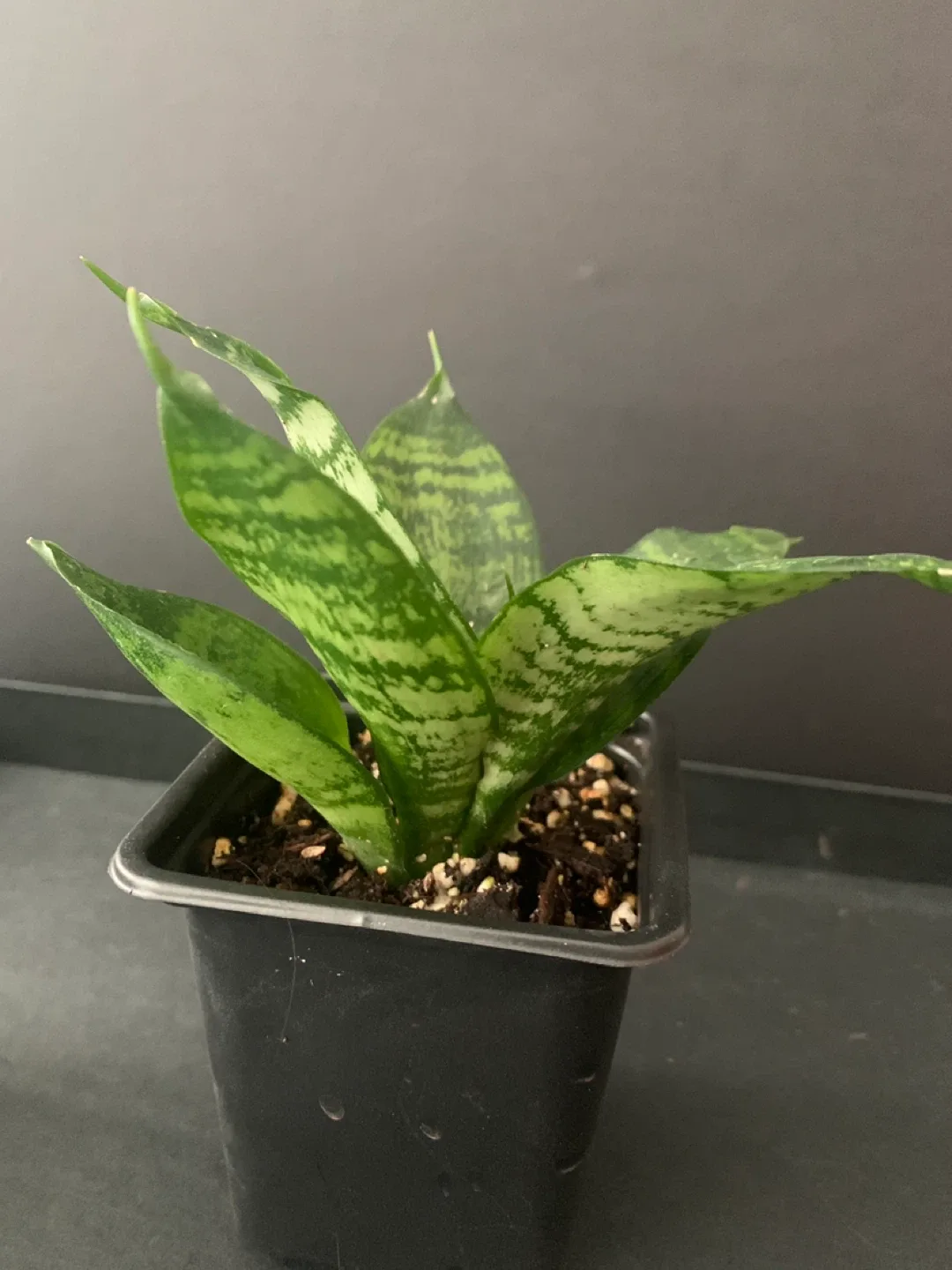 Birds nest Snake Plant image indicator(2)