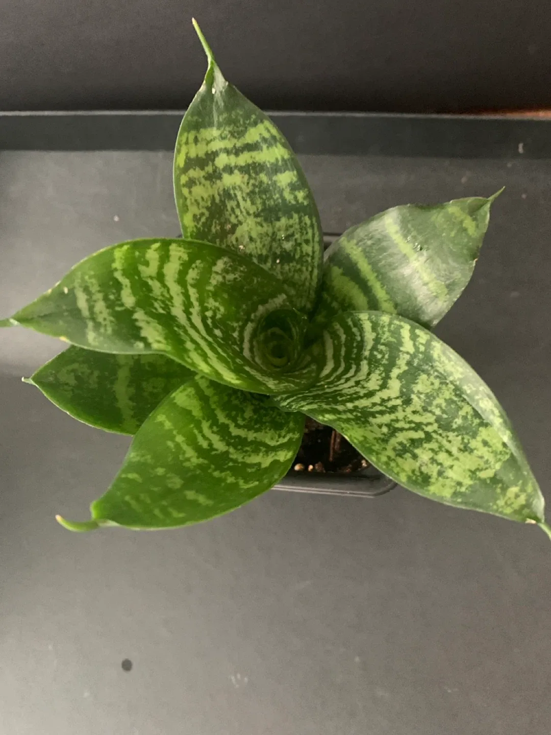 Birds nest Snake Plant image indicator(4)