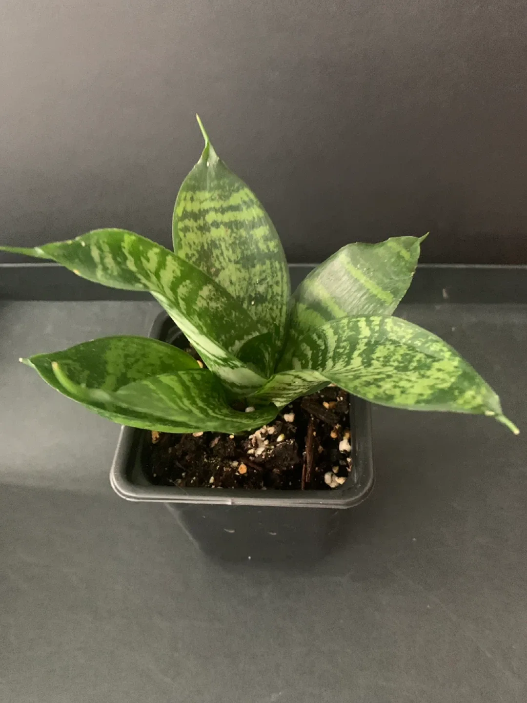 Birds nest Snake Plant image indicator(3)