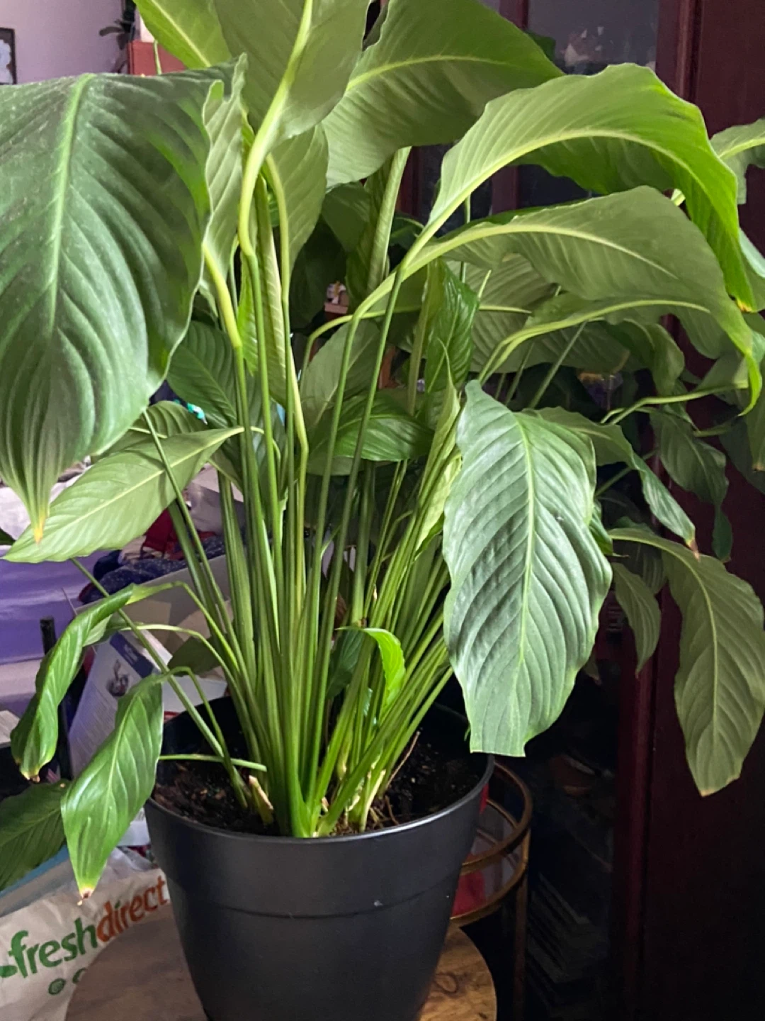 Peace Lily Plant in Black Pot - photo 5