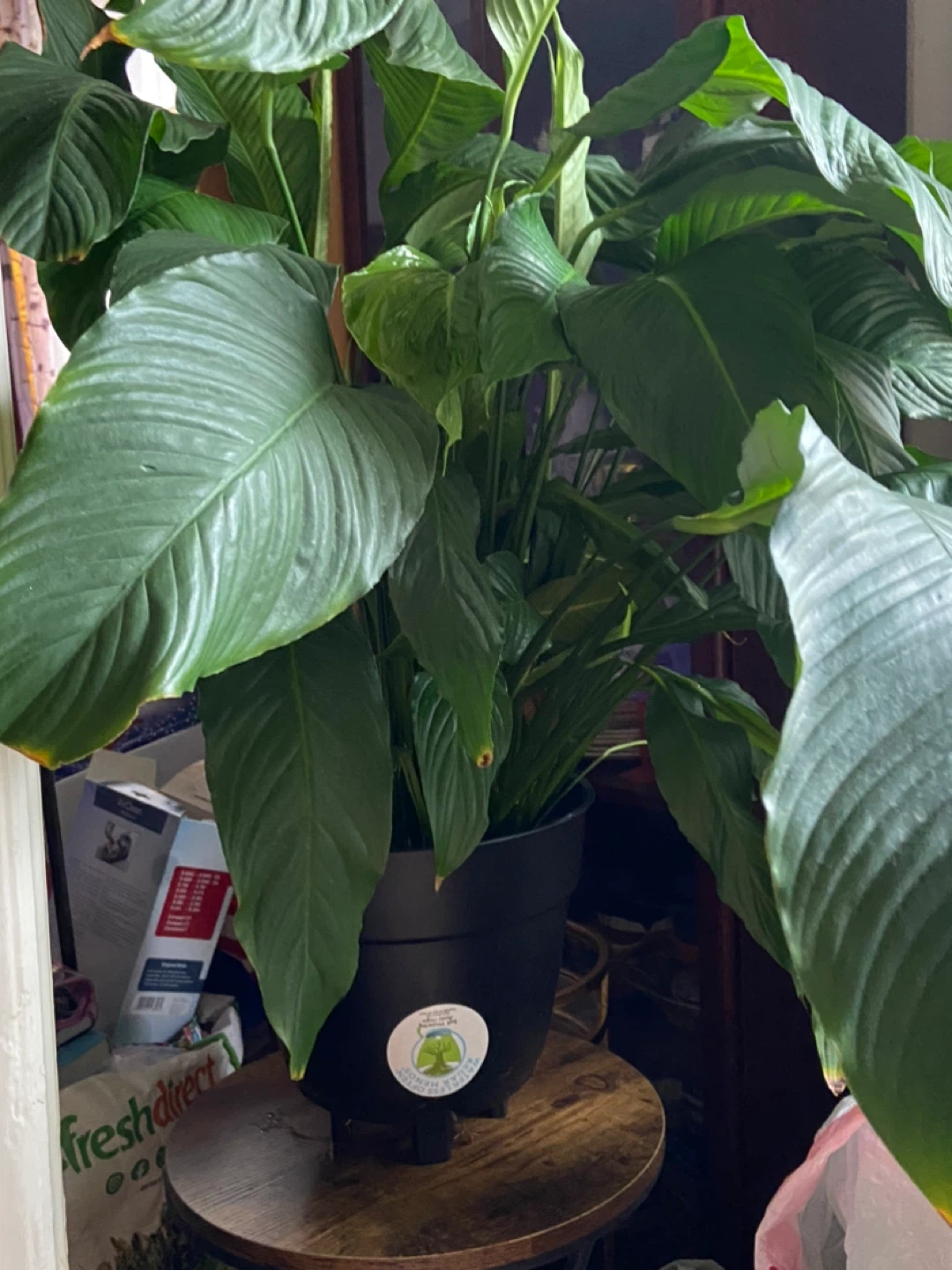 Peace Lily Plant in Black Pot - photo 3