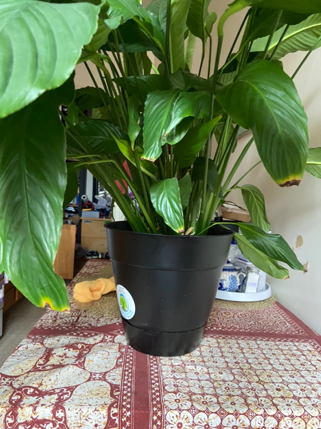 Peace Lily Plant in Black Pot