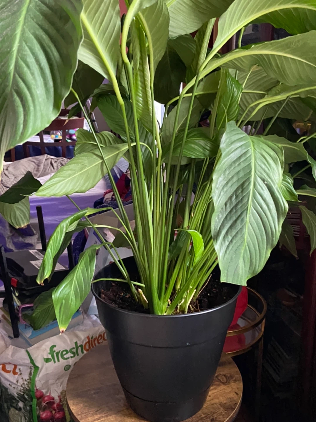 Peace Lily Plant in Black Pot - photo 4