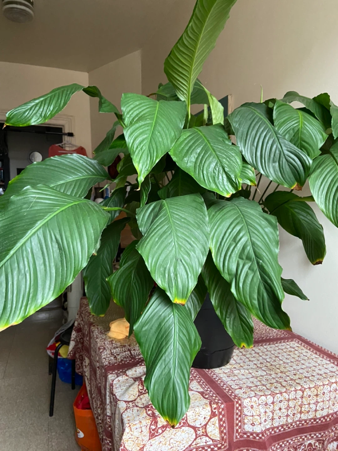 Peace Lily Plant in Black Pot - photo 2