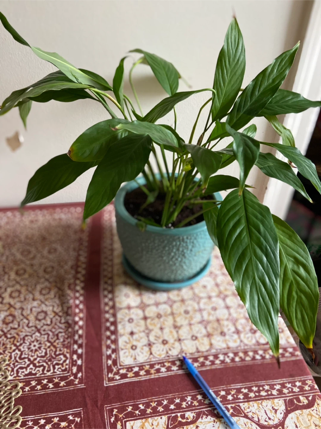 Peace Lily in Blue Pot - photo 2