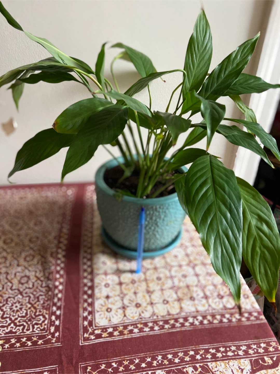 Peace Lily in Blue Pot
