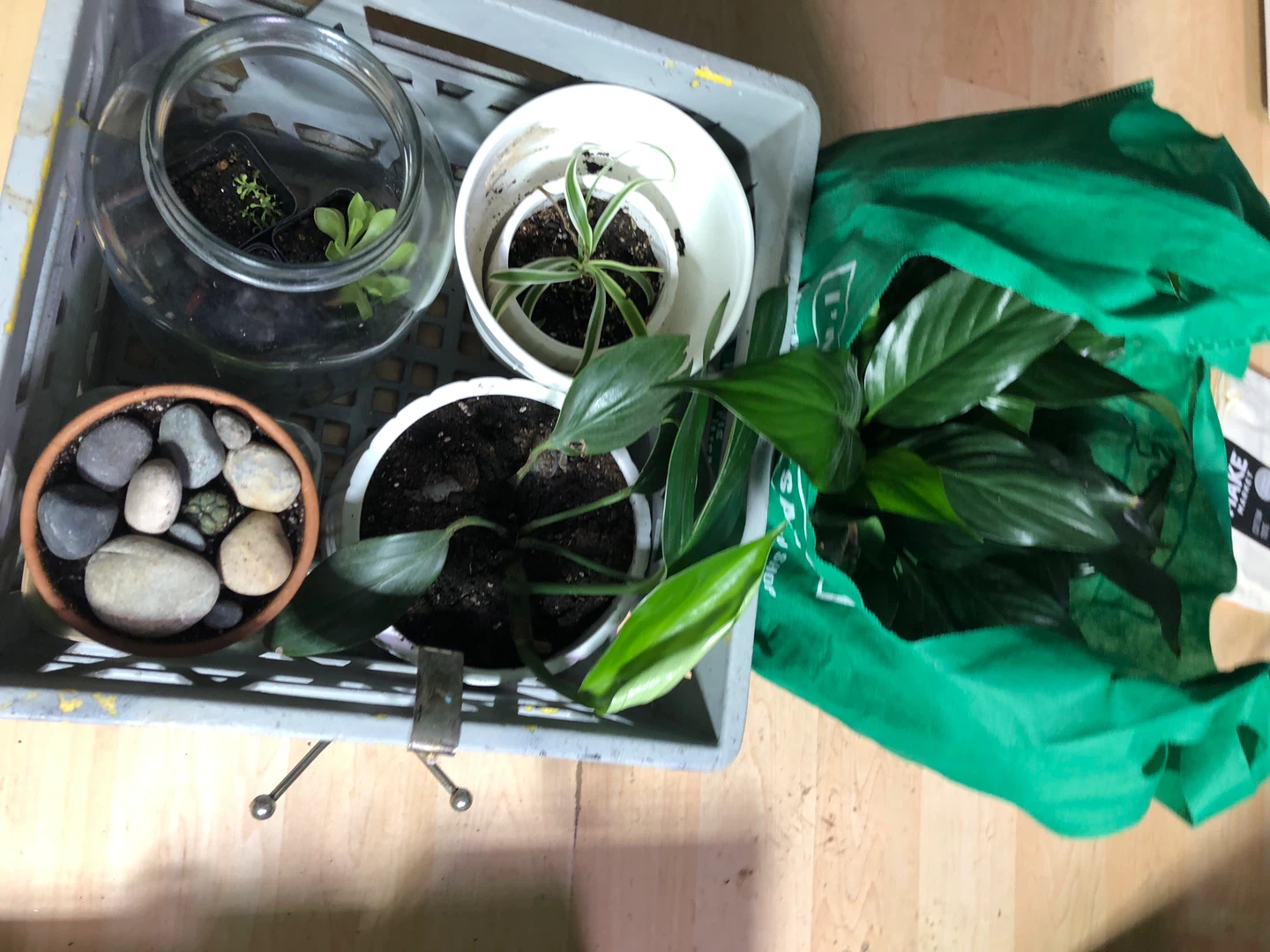 Assorted Potted Plants - photo 4