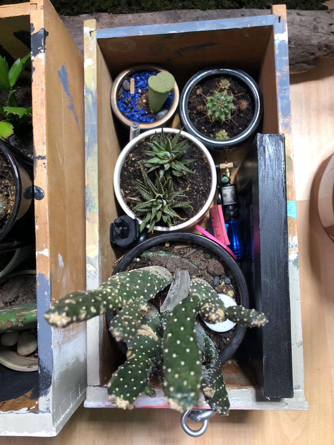 Assorted Potted Plants - photo 5