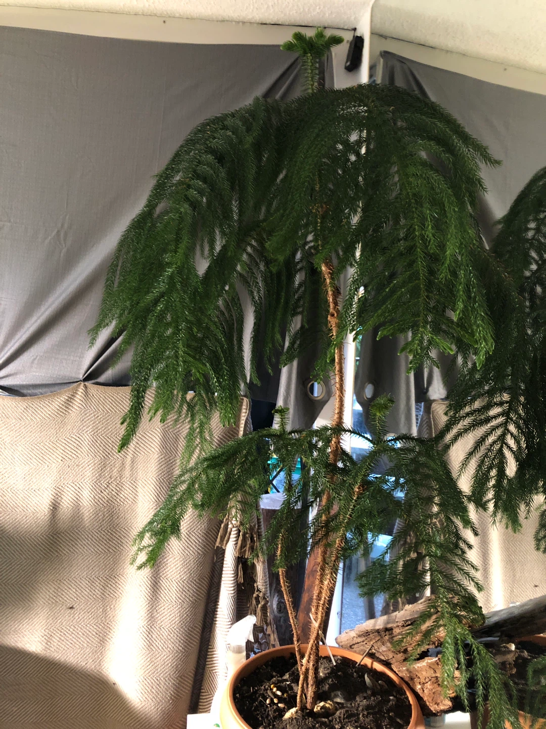 Assorted Potted Plants