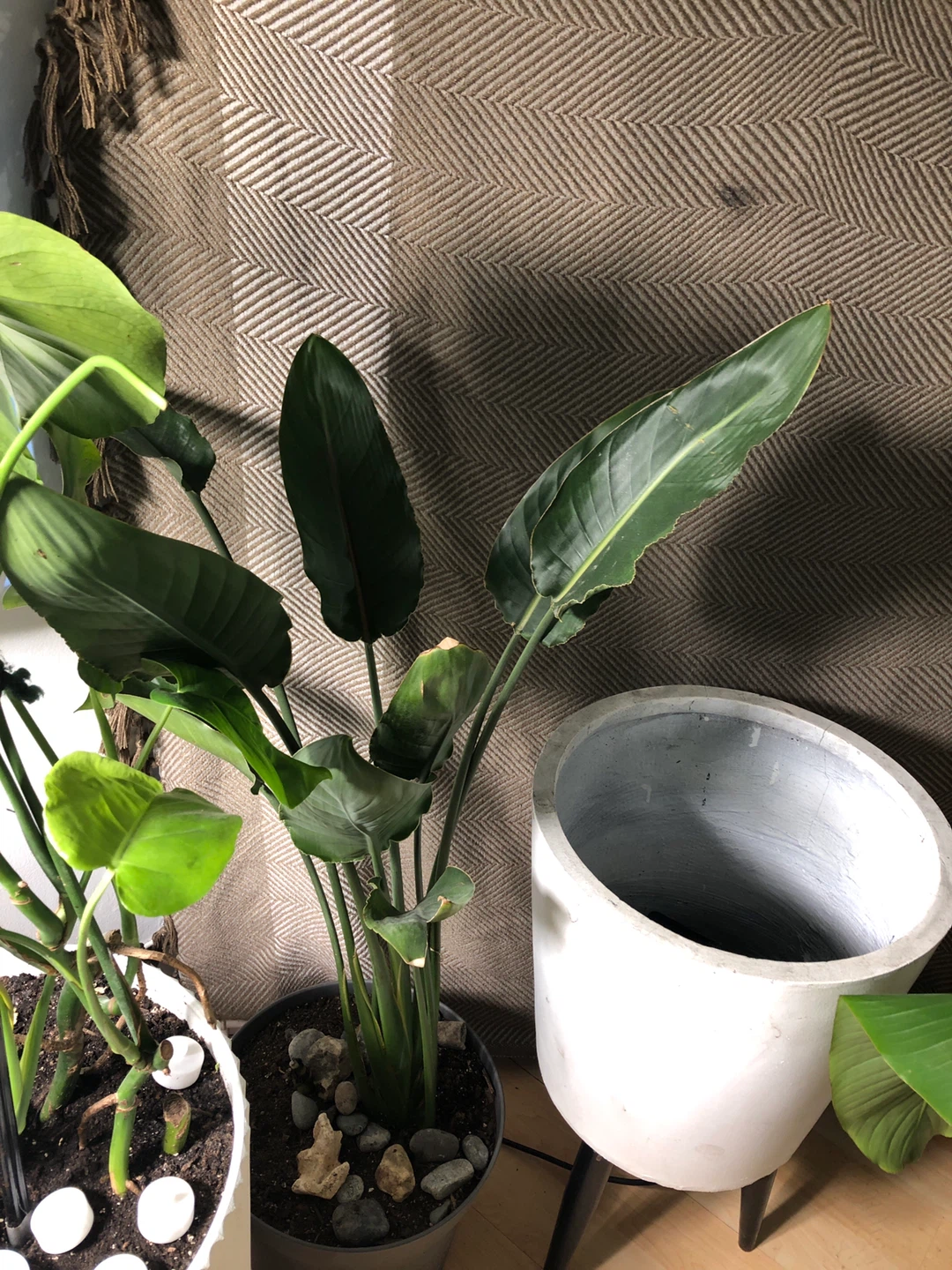 Assorted Potted Plants - photo 3
