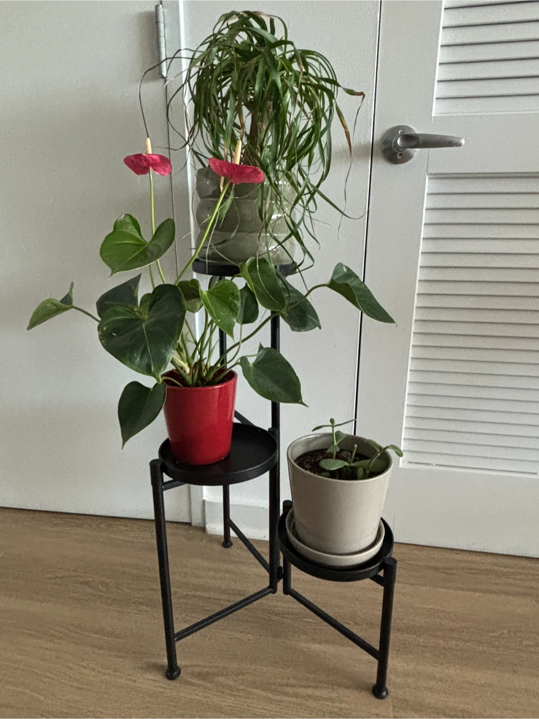 Black Metal Plant Stand + plants
