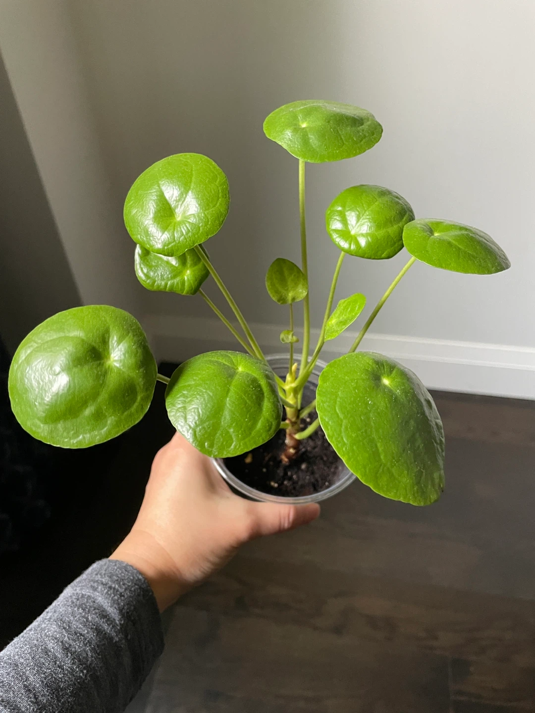 Pilea peperomioides - Chinese Money Plant