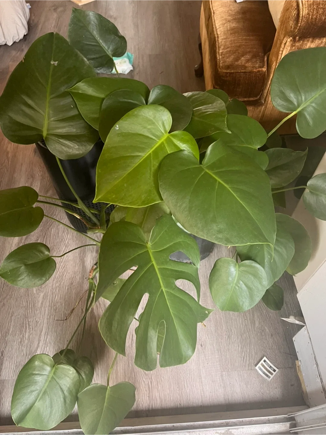 Free Monstera Plant