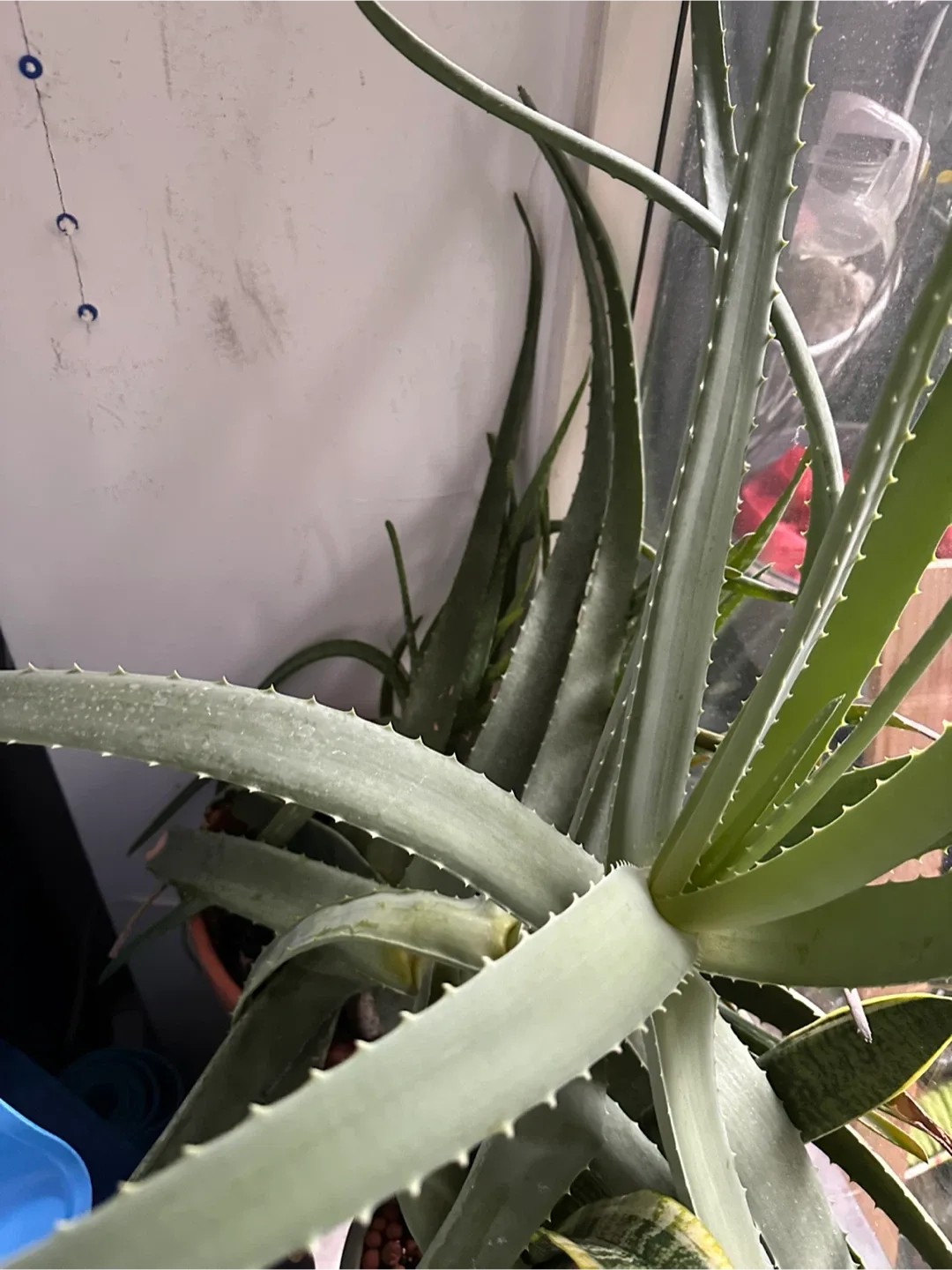 Aloe vera baby cuttings thumbnail