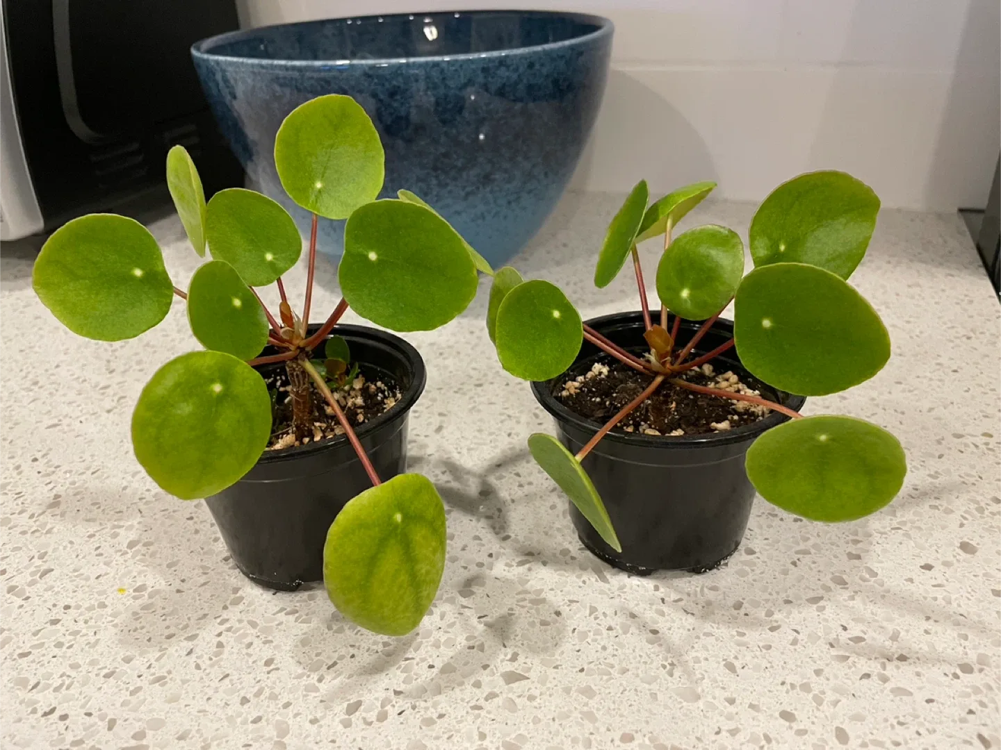 Pilea plants