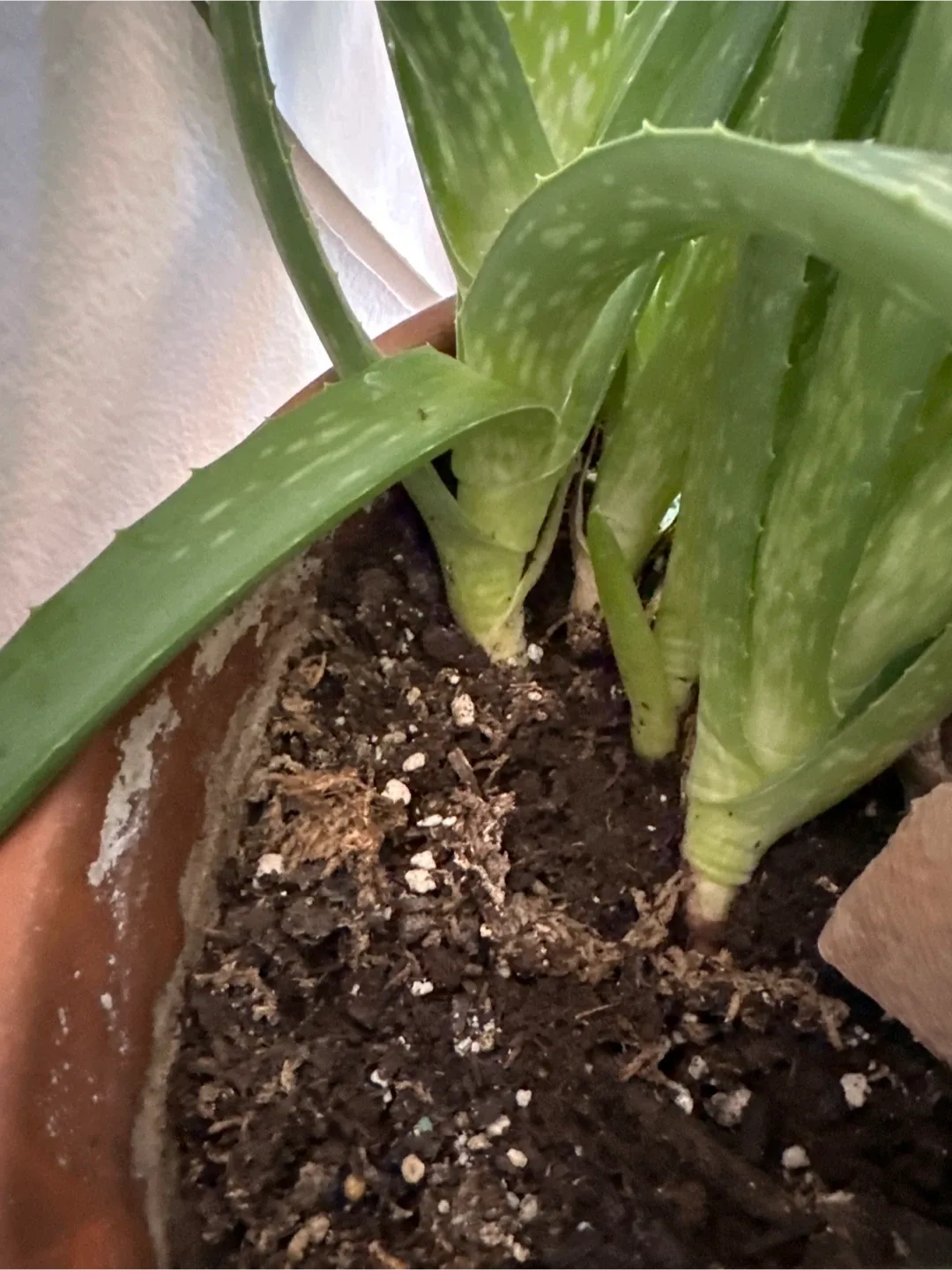 Aloe vera baby cuttings image indicator(3)