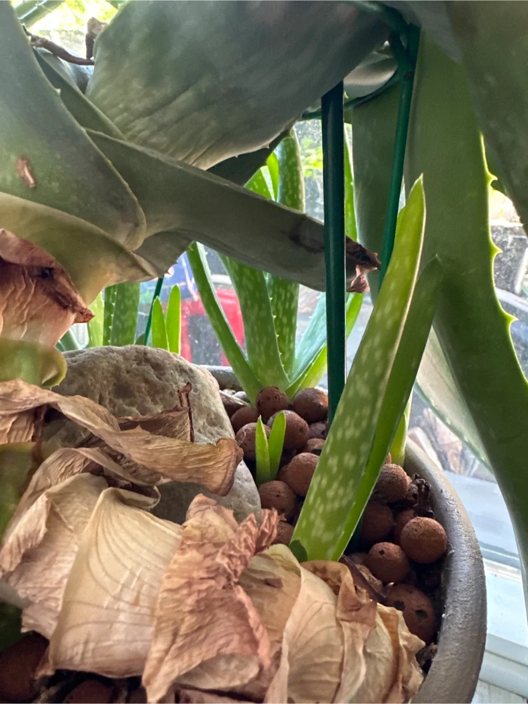 Aloe vera baby cuttings image indicator(2)