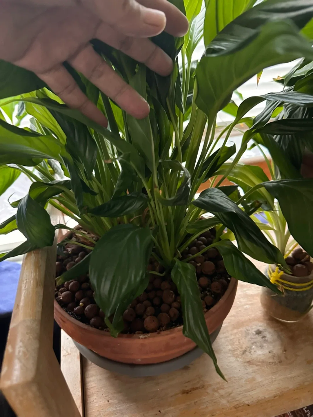 Peace lily cuttings image indicator(4)