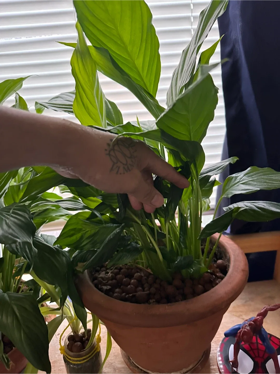 Peace lily cuttings image indicator(3)