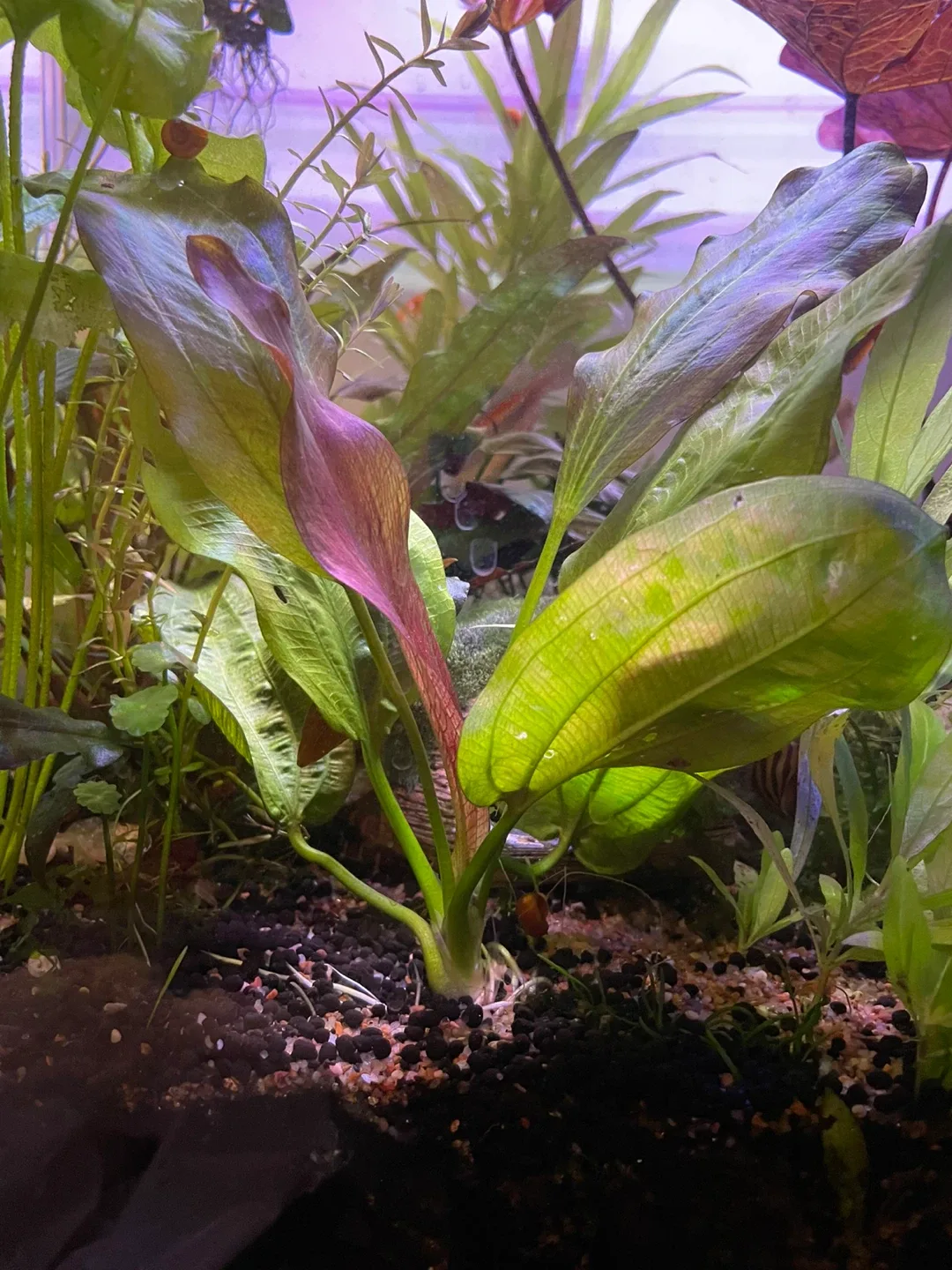 Echinodorus Fancy Twist image indicator(2)