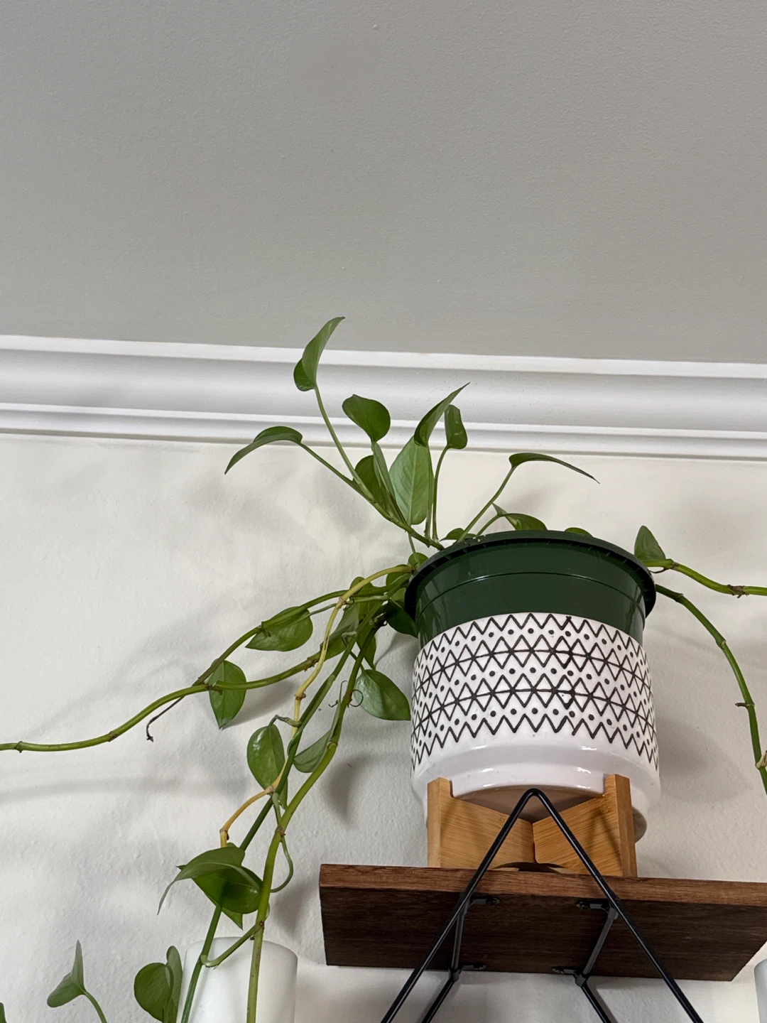 Potted Pothos Plant