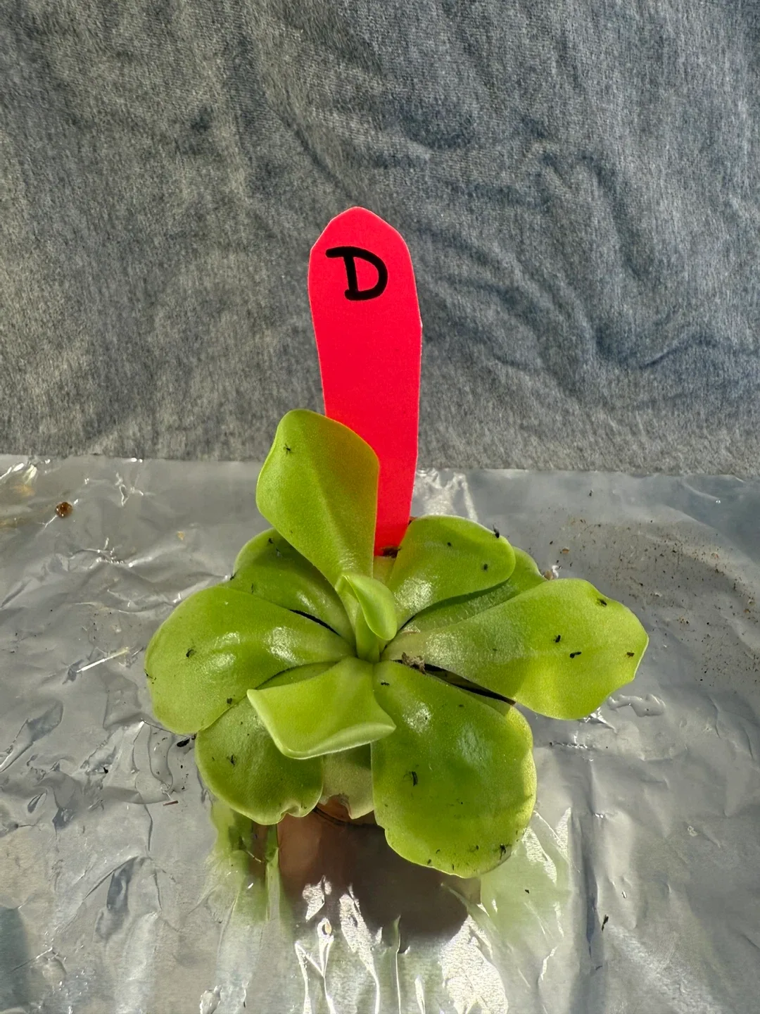 Pinguicula moranensis (Butterwort Plants) image indicator(6)