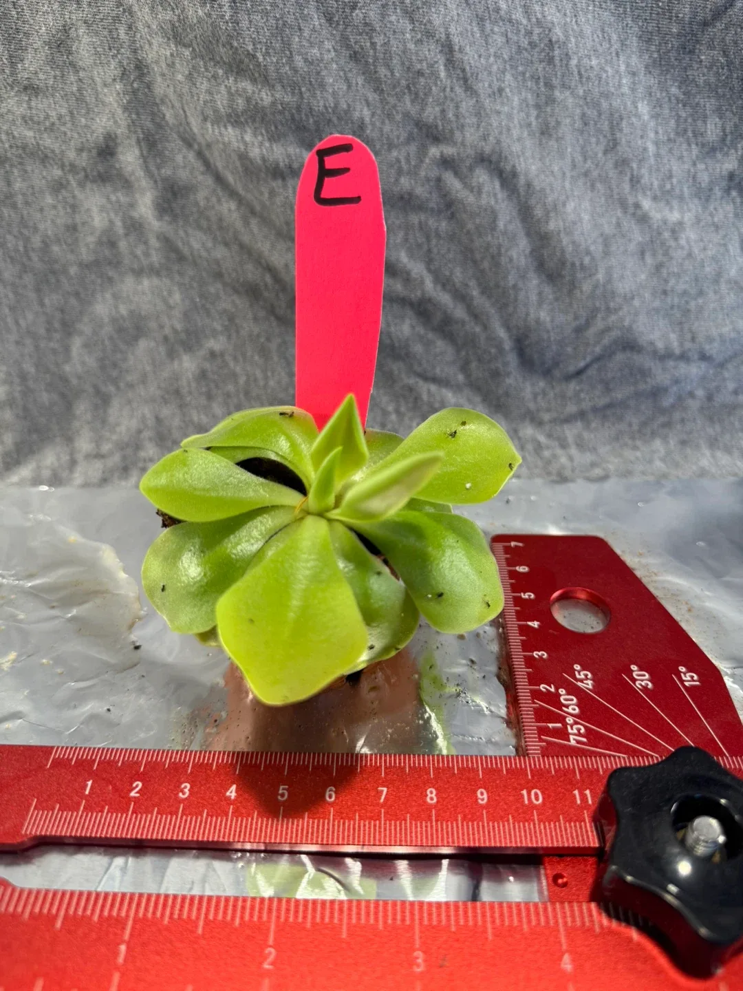 Pinguicula moranensis (Butterwort Plants) image indicator(2)