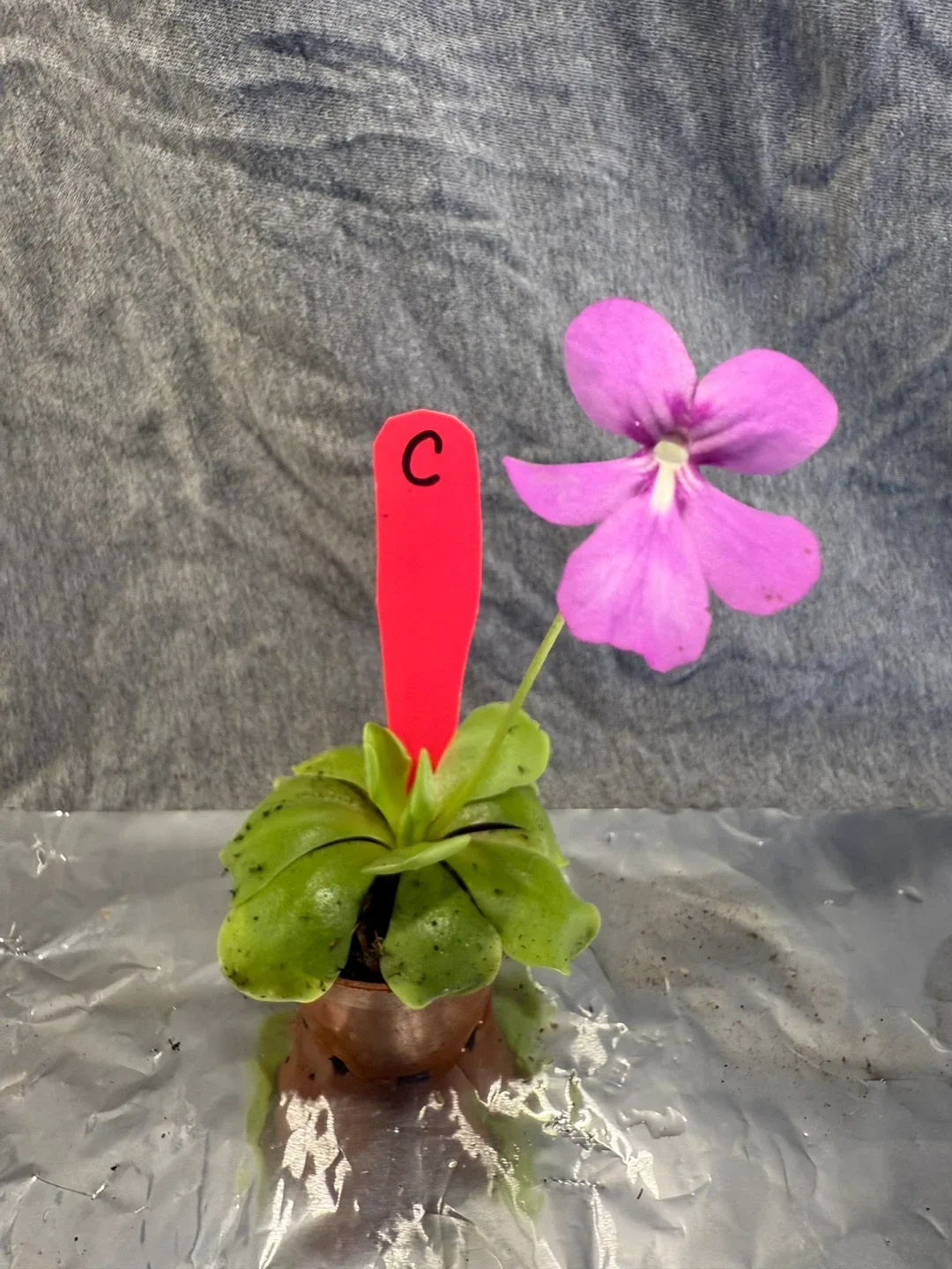 Pinguicula moranensis (Butterwort Plants) image indicator(5)