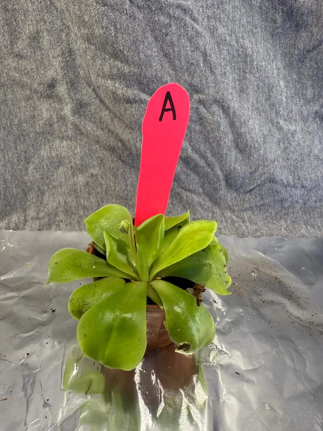 Pinguicula moranensis (Butterwort Plants) image indicator(3)