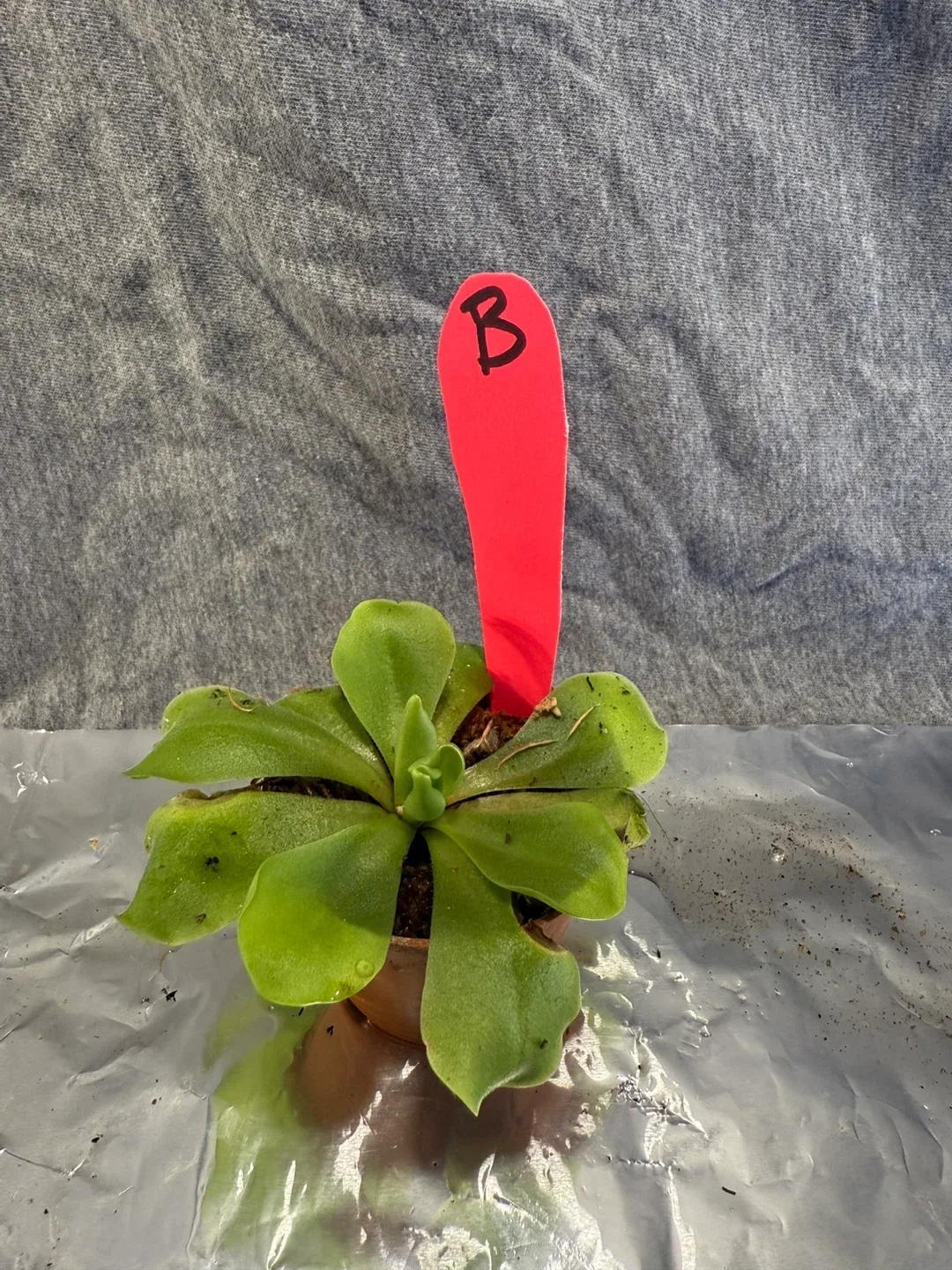 Pinguicula moranensis (Butterwort Plants) image indicator(4)