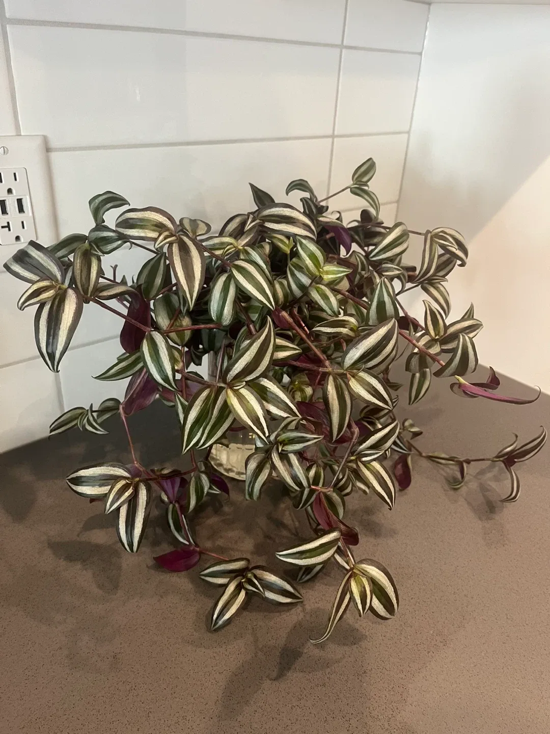 Plant cuttings. image indicator(2)