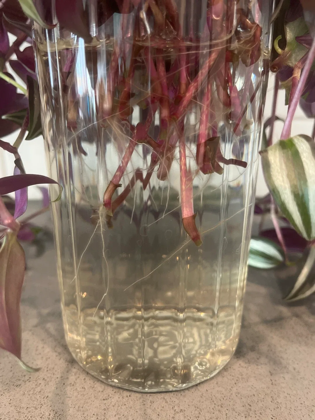 Plant cuttings. image indicator(3)