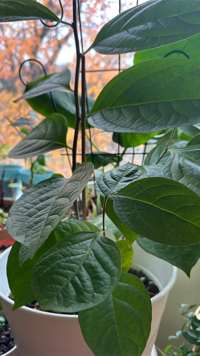 Potted Plant image indicator(3)