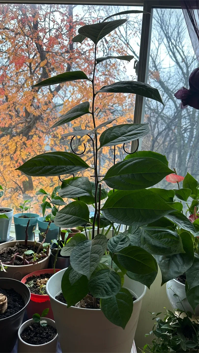 Potted Plant image indicator(4)