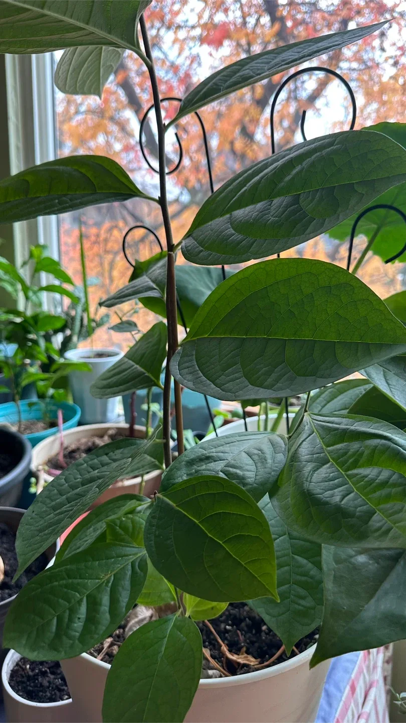 Potted Plant image indicator(2)