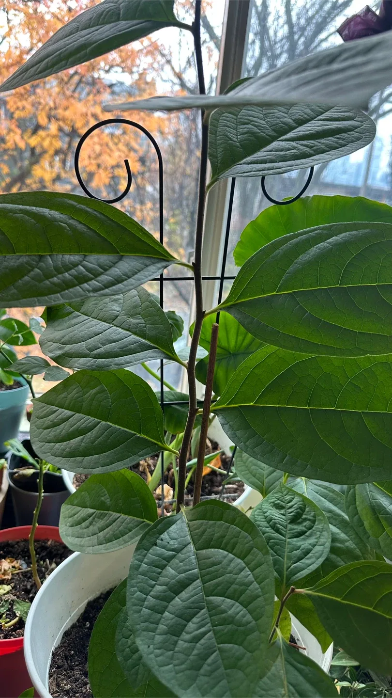 Potted Plant image indicator(5)