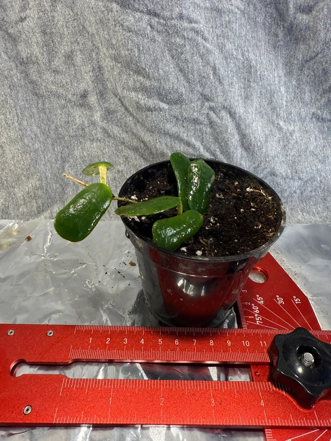 Hoya rotundiflora plant image indicator(2)