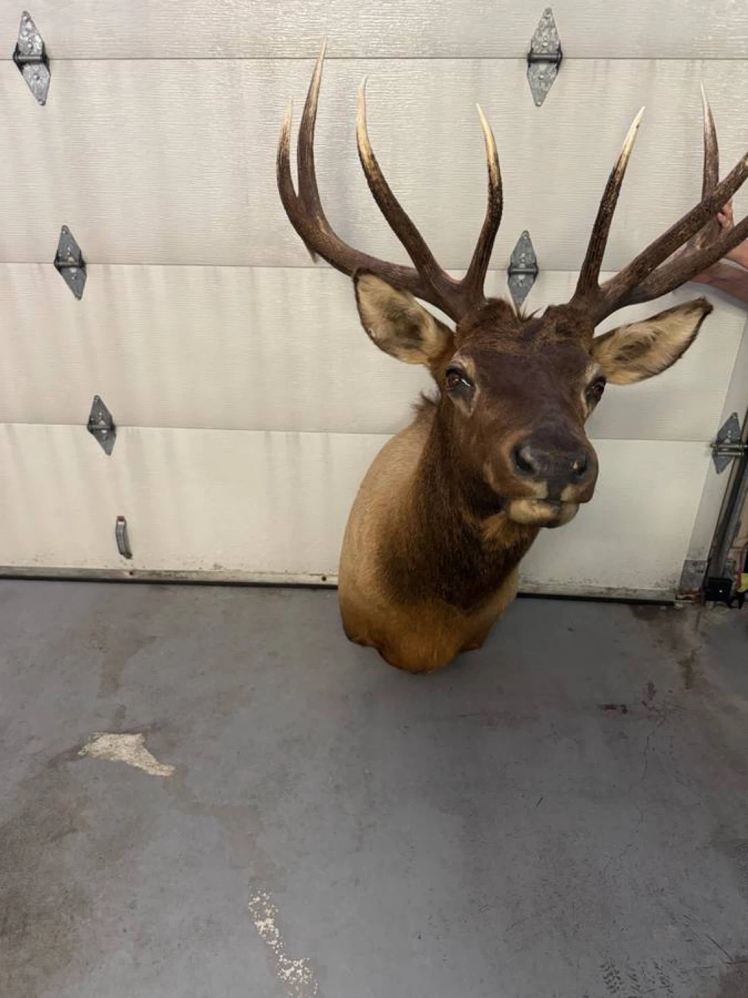 Elk Taxidermy Mount