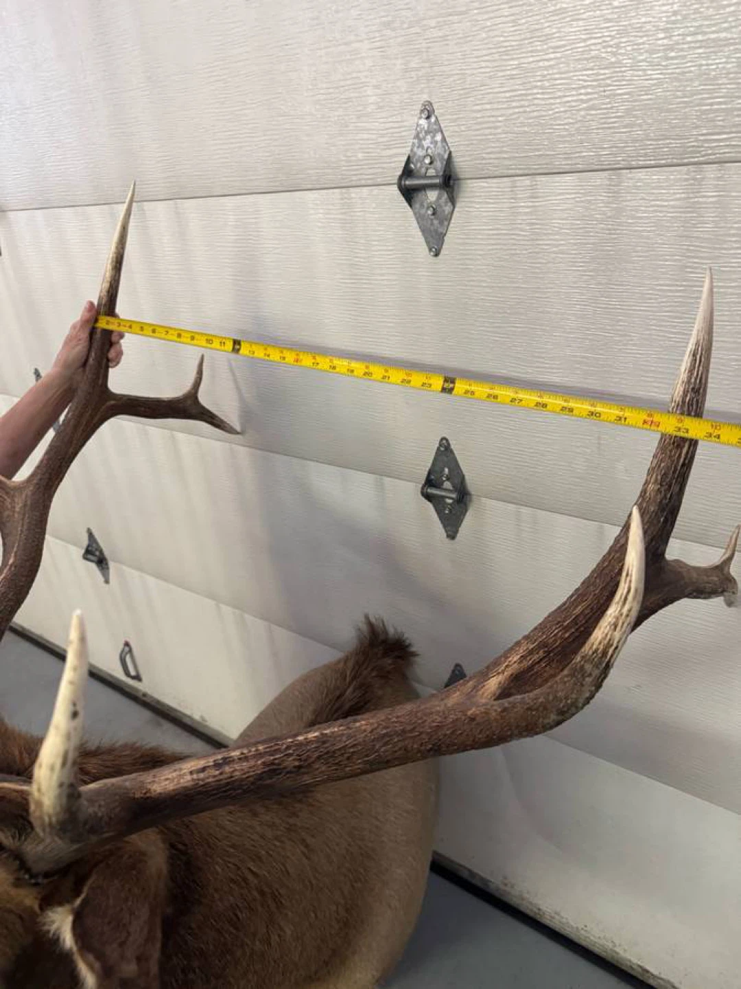 Elk Taxidermy Mount - photo 3