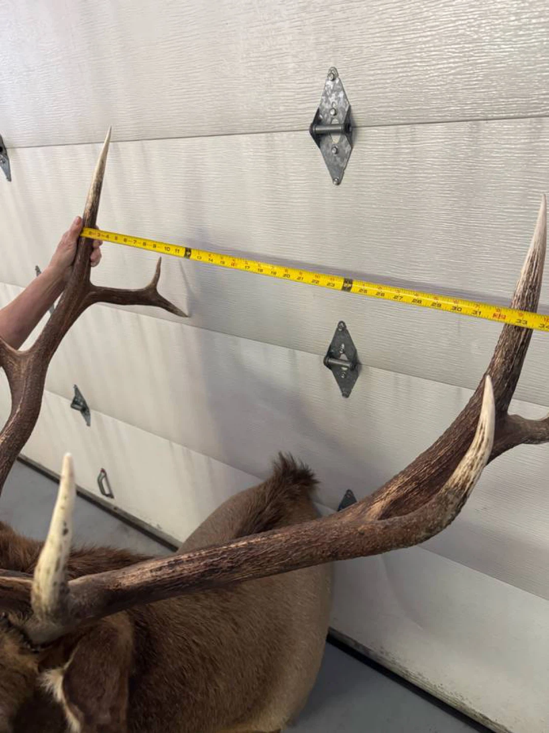 Elk Taxidermy Mount - photo 2