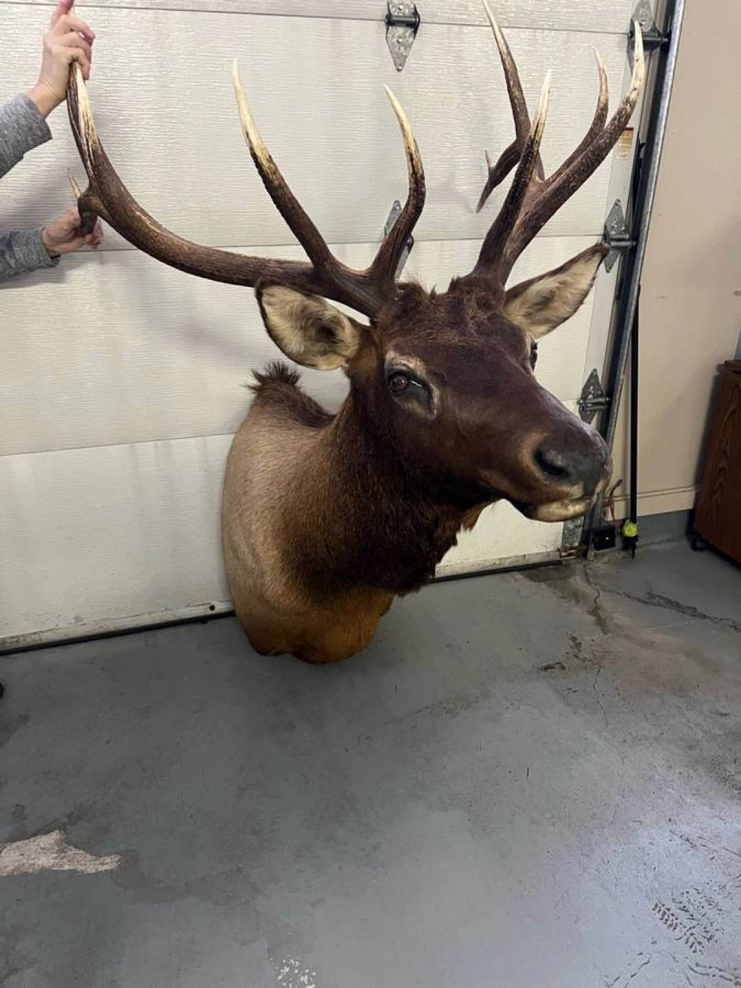 Elk Taxidermy Mount - photo 4