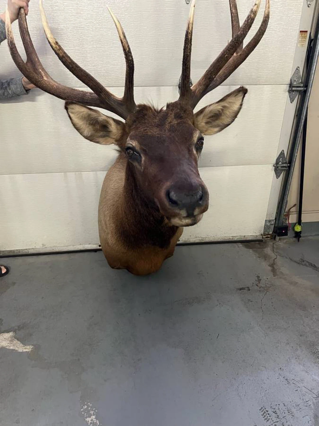 Elk Taxidermy Mount - photo 5