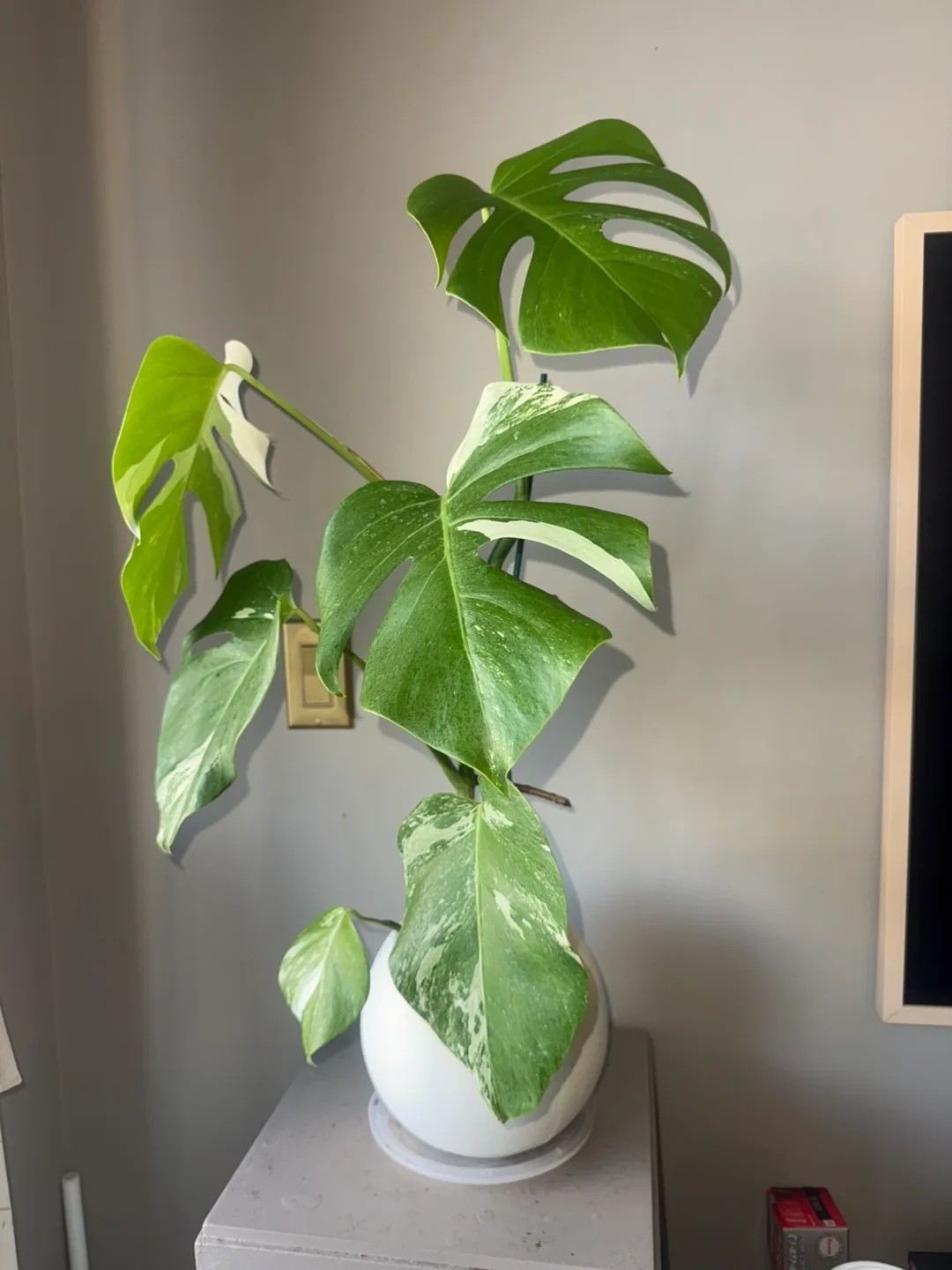 Monstera Albo Plant image indicator(3)