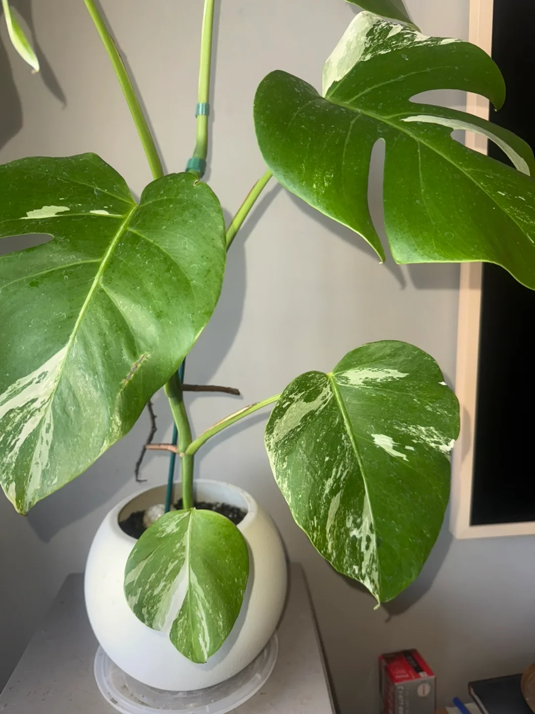 Monstera Albo Plant image indicator(5)