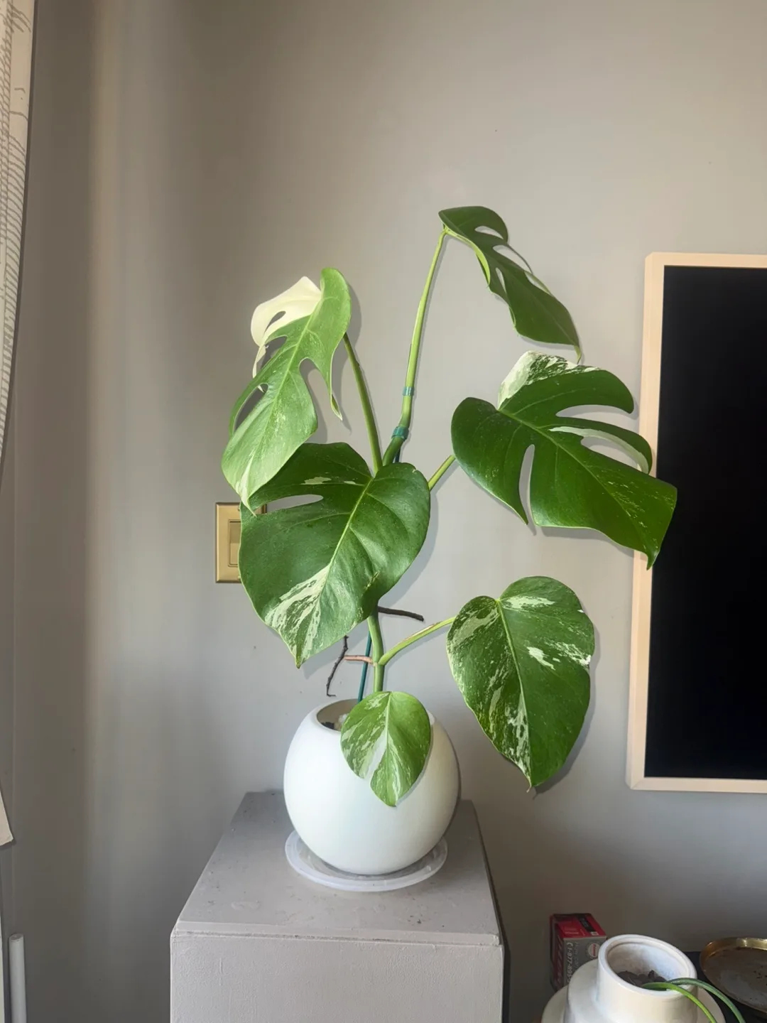 Monstera Albo Plant thumbnail