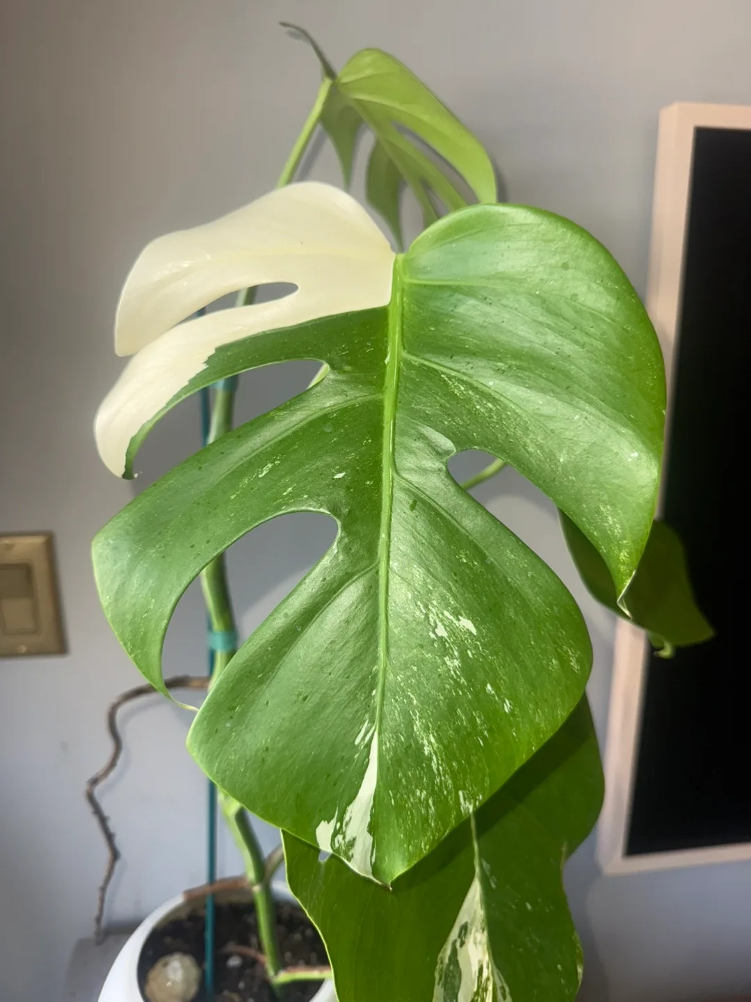 Monstera Albo Plant image indicator(4)